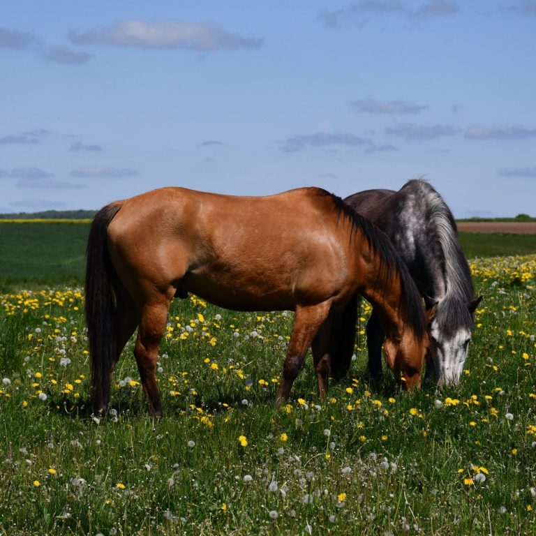 Futterberatung vor Ort Zwei Pferde grasen auf einer Wiese mit gelben Blumen unter blauem Himmel